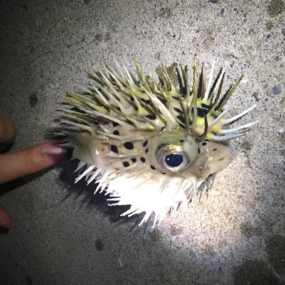 Hosimadara's profile picture. 