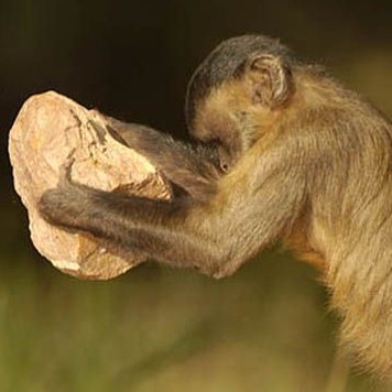 RockyHeaded's profile picture. 🇪🇷 

// beware of RTs //

// Main Account - @PMewsay //

// Follow my @TheWorldofSeeds project or else. // 

(formerly known as Vortex)