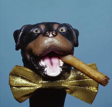 Insult_Dogpatch's profile picture. The first neighboorhood portmemeteau.  Home to the Hell's Angels, Muni repairs lots, rubble and parks...for me to POOP on!