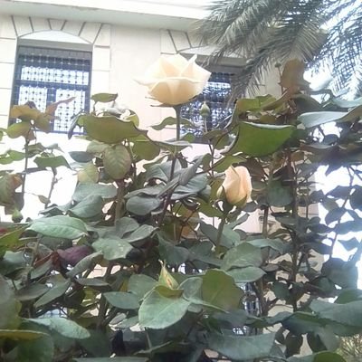 AbaseBen's profile picture. من موليد1988