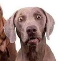 Daniel, Good Boy! (@danieldearajo5) 's Twitter Profile Photo