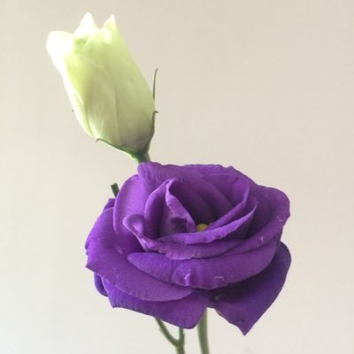 MiahHazel's profile picture. 