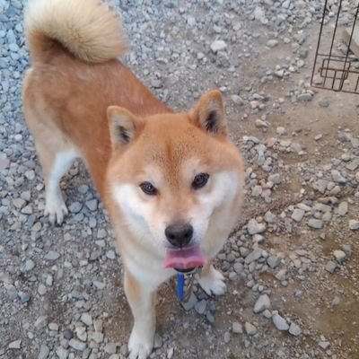 柴犬大好き❤️柴犬飼ってます
フォローしてくれると嬉しいです
いいねかえすよ！