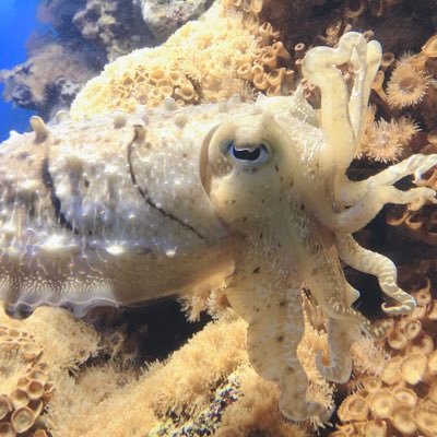 好きなモノゴトは読書、映画・アニメ鑑賞、漫画、お絵描き、テニス、野球観戦、邦ロック、ネコ、ペンギン、カモ、散歩、日光浴などです。フォローありがとうございます。