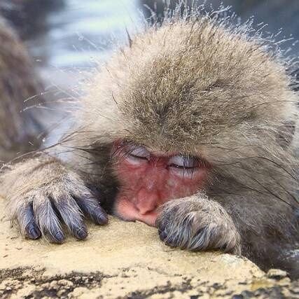 tzunghsi_yeh's profile picture. 