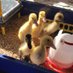 Mrs Atkinson (@mrsa_nursery) Twitter profile photo Mrs Atkinson (@mrsa_nursery) Twitter profile photo