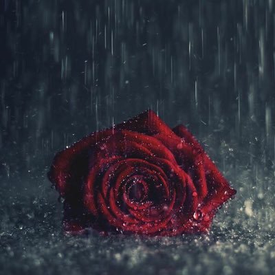 ربما لا أجيد فن الگــتابة وصياغة الأح’ـرف ولگن سيگون متنفسي هذا مزيج’ـاً من إقتباسات لروائع الگلام وأجملہ ...🌹