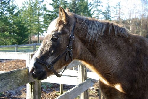 Editor and indexer on Vancouver Island