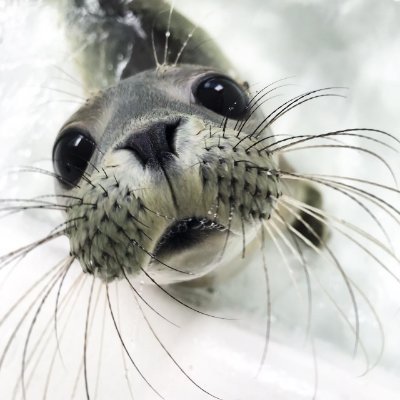 Independent Research Group @MPI_NL led by @AndreaRavignani. Why do we speak and have a great sense of rhythm? Comparative work in seals, humans & other species.