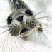Comparative Bioacoustics Group (@combioacoustics) Twitter profile photo Comparative Bioacoustics Group (@combioacoustics) Twitter profile photo