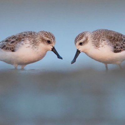 This is a bot. Its purpose is to retweet tweets with #tsandpipers_88 and also help to make connections with other Microverse students on Twitter. by @mariosknl