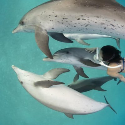 YukiKusachi's profile picture. 海/イルカ/保護猫/ちょっとエコな事。元フリーダイビング日本代表の、素潜り＆ドルフィンスイムガイドです。ルアーや釣り糸回収してアートを作るプロジェクトに挑戦中！