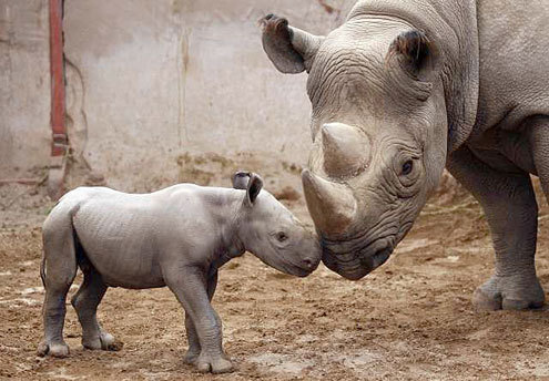 We search the web for and post pictures and videos of the cutest baby animals on the planet daily.