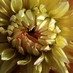 Christa Wolski (@blossomwellness) Twitter profile photo