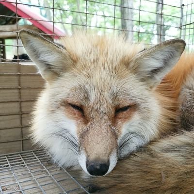 🦊鍋(ただのキツネ)さんのプロフィール画像