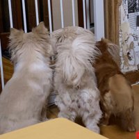 こずえ『23』 (@29csfa4eg1cu00f) 's Twitter Profile