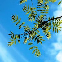 クロカンモカ (@kurokanmoka) 's Twitter Profile Photo