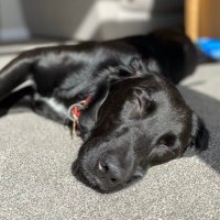 alison shacklock (@alisonshacklock) 's Twitter Profile