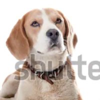 pussydogs (@pussydogs1) 's Twitter Profile