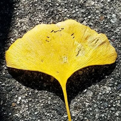 カジさんのプロフィール画像
