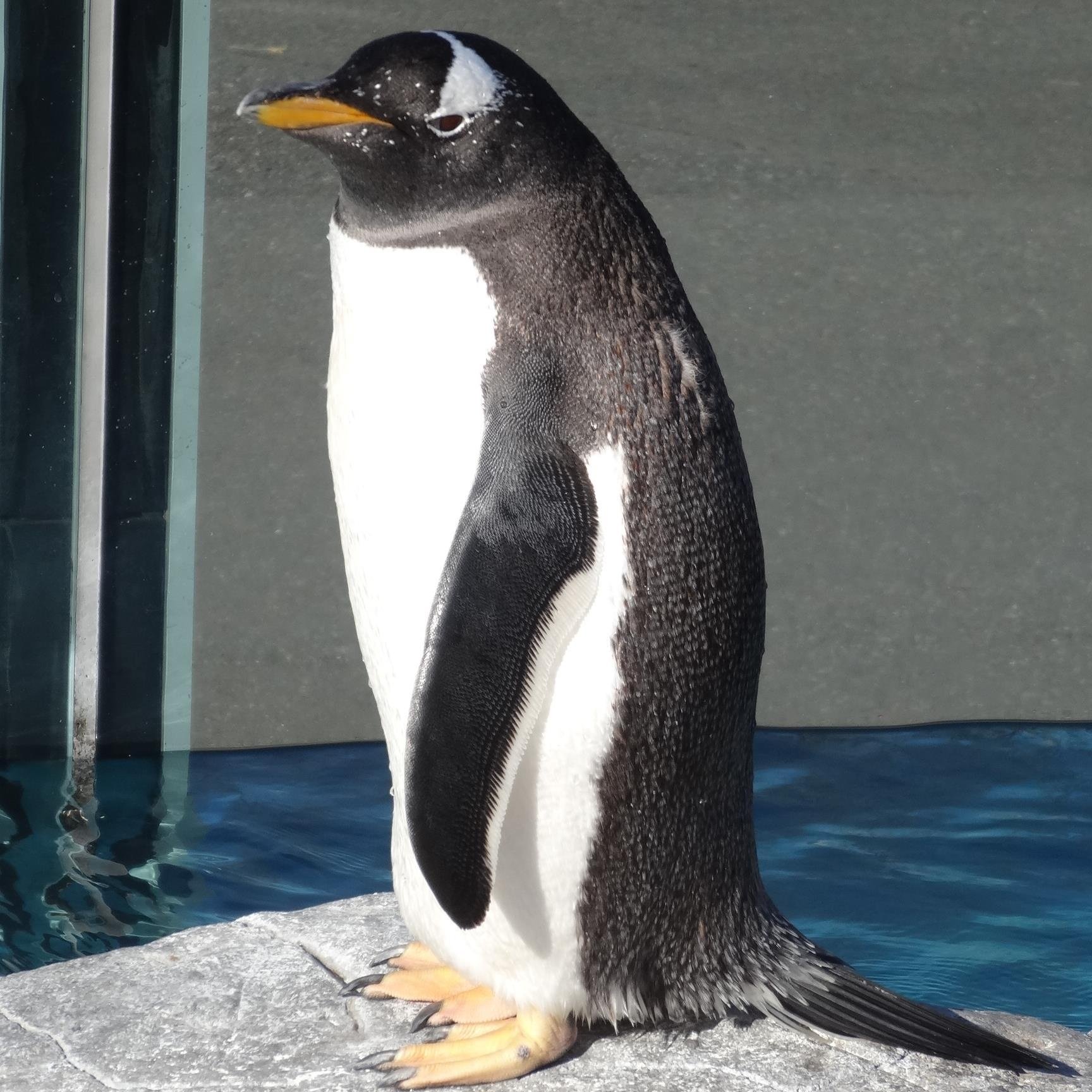 ※趣味（鉄道・旅・動物園水族館etc.)以外に、真面目なこともふざけたこともいろいろ呟くレオパ飼いぺんぎんもどき。自称コウペンちゃん同好会埼玉県支部会員 ※ＲＴ＆誤字脱字多め※いいねはふぁぼ兼用※フォロー＆リムご自由に
★避難用（青空）tabipen