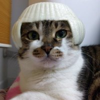 애옹이또는치즈(세일은 메인트윗) (@holicatyou) 's Twitter Profile Photo
