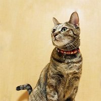 ハナミズキ (@imprich_create) 's Twitter Profile