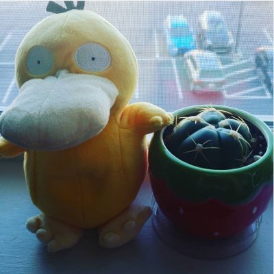 The adventures of Margaret's cactus while distanced from its mom