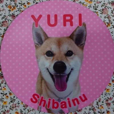 まきりな With柴犬ゆり Makirina Twitter