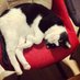 Socraticat (@liu19095689) Twitter profile photo Socraticat (@liu19095689) Twitter profile photo