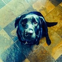 TrainorBruno's profile picture. Just keeping up with it all. Alphabet Mafia forever. Canine who opines.