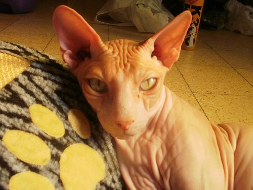 Charlolit's profile picture. 