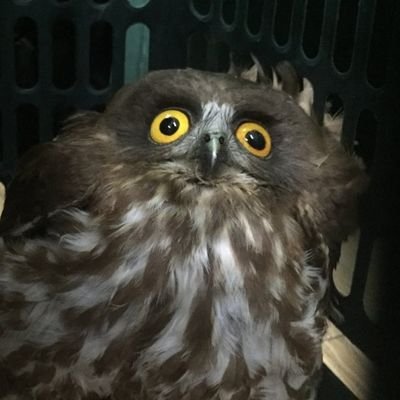 수우さんのプロフィール画像