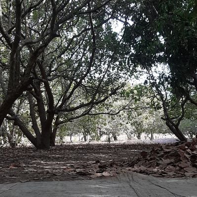 Kawsu61128188's profile picture. I am living with my siblings and my grandmother ✝️☦✝️