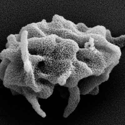 Bergmeier Lab Profile