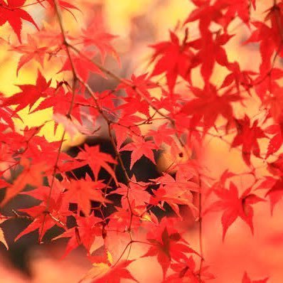 秋【あき】2さんのプロフィール画像