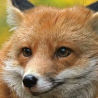füchslein (@fchslein2) 's Twitter Profile