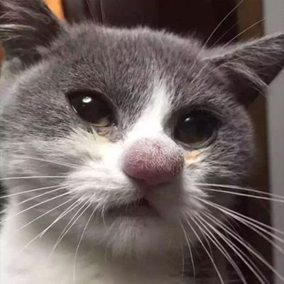 rumblefish66's profile picture. 馬鹿と煙は高いところが好きなんだニャ～！