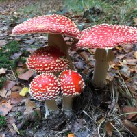 volg de natuur (@volgdenatuur) 's Twitter Profile Photo volg de natuur (@volgdenatuur) 's Twitter Profile Photo