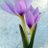 Vuslat73504504's profile image