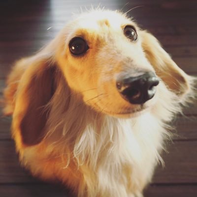 ササさんのプロフィール画像