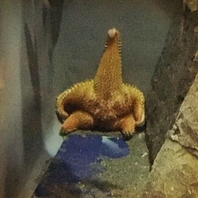 에센스 데이비드さんのプロフィール画像