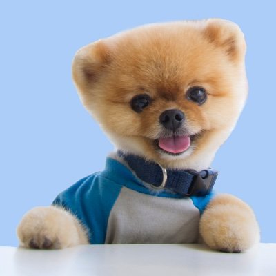 Jiffpom | Most followed animal on social media with over 30 Million Followers