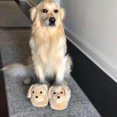 lolaburdick_'s profile picture. 16|❤️ Shawn Mendes love me please lmao