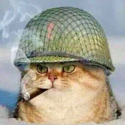 NorthKitten Profile Picture