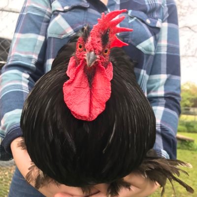 #smalltownrooster