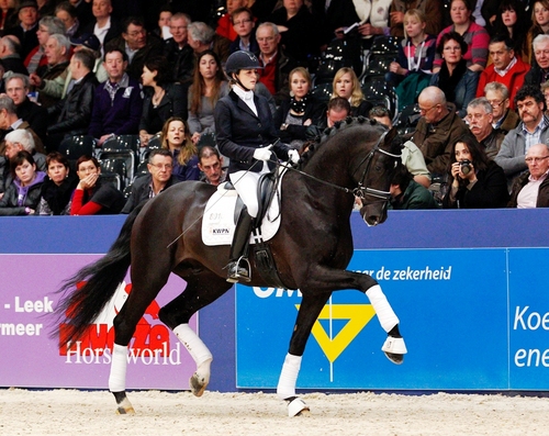 BWHengst's profile picture. Dressuurpaarden