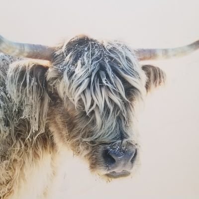 SharmanNicole's profile picture. 