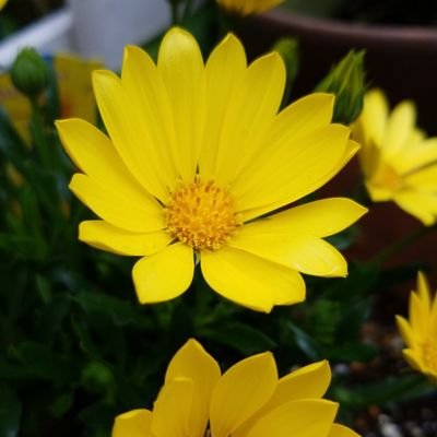 sirogohan0729's profile picture. 