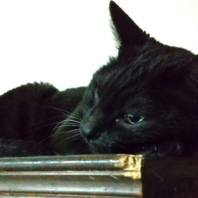 menyo_choaChoa's profile picture. 自分が発熱して なんかおかしない?と
米軍基地/原発/巨大アグリビジネスｼﾝﾌﾟﾙに嫌
口蹄疫の悲劇以来宮崎推し 希望の牧場福島
など雑に😌異論上等😌よね😌
｢ポーの一族｣｢はみだしっ子｣
｢イブの息子たち｣

愛を叫ぶぞーちょあ🌠😼
あきらめるという日本語がまだよくわからないのでいつまでもSMA5️⃣